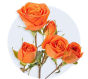 Valentines Orange Spray Roses